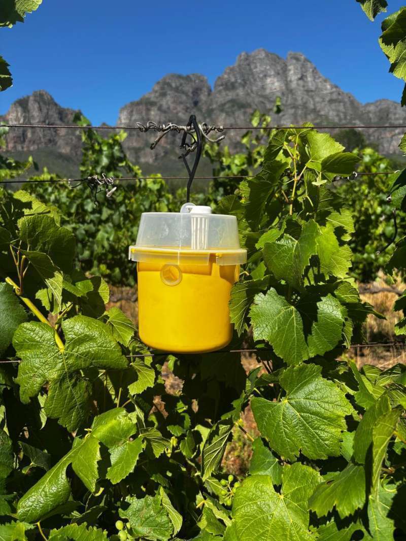 McPhail Trap Image